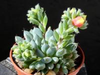 Thumbnail of 2047_Echeveria rondelli Blue Miracle_20170430(1).JPG